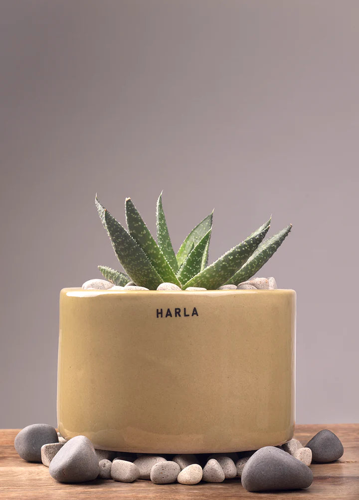 Harla lilac stories