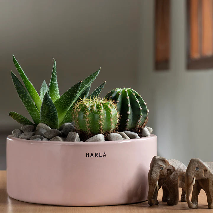 Harla lilac stories
