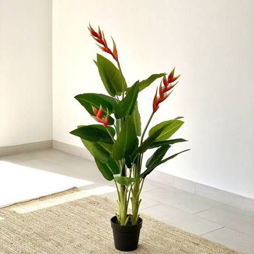 Heliconia - without flowers
