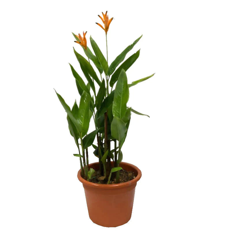 Heliconia - 4inch pot