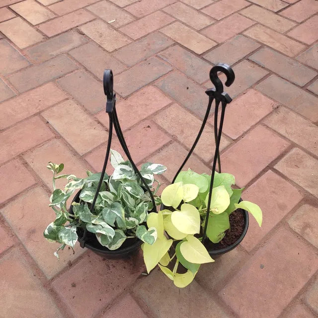 Set of 2 - Hanging Money Plant (N'joy & Golden)