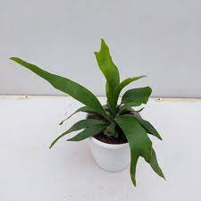 Staghorn Fern in 4inch pot