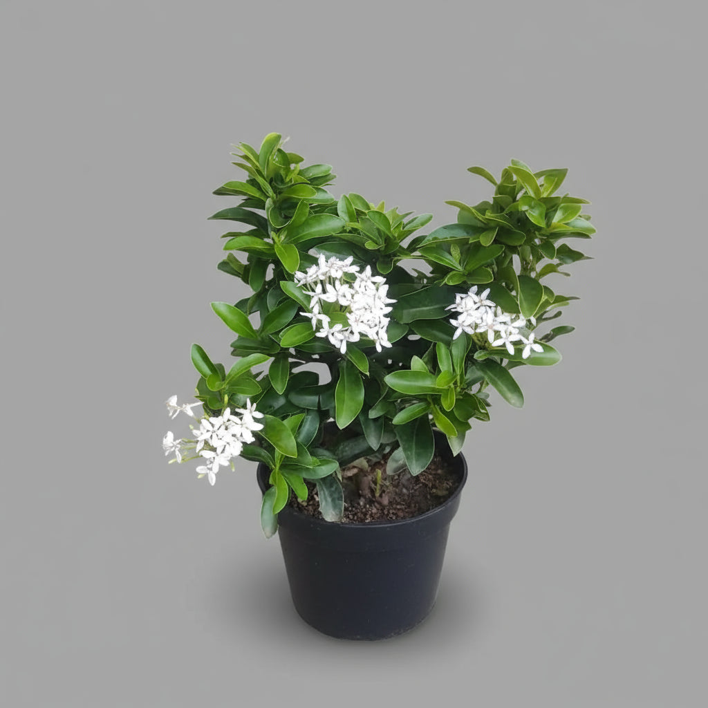 Ixora Mini Dwarf in 5inch pot (flower color pink/white/red)