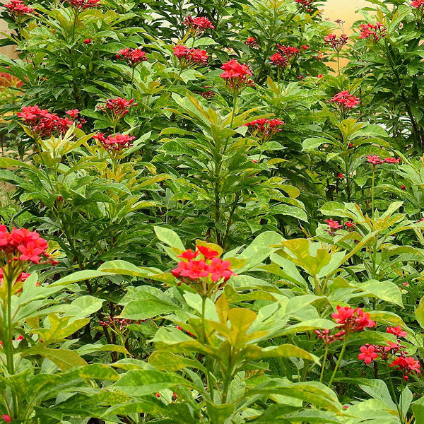 Jatropha integerrima 1-2 ft in 4inch pot