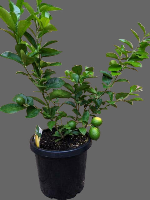 lemon plant 2ft+ height and in 8inch pot
