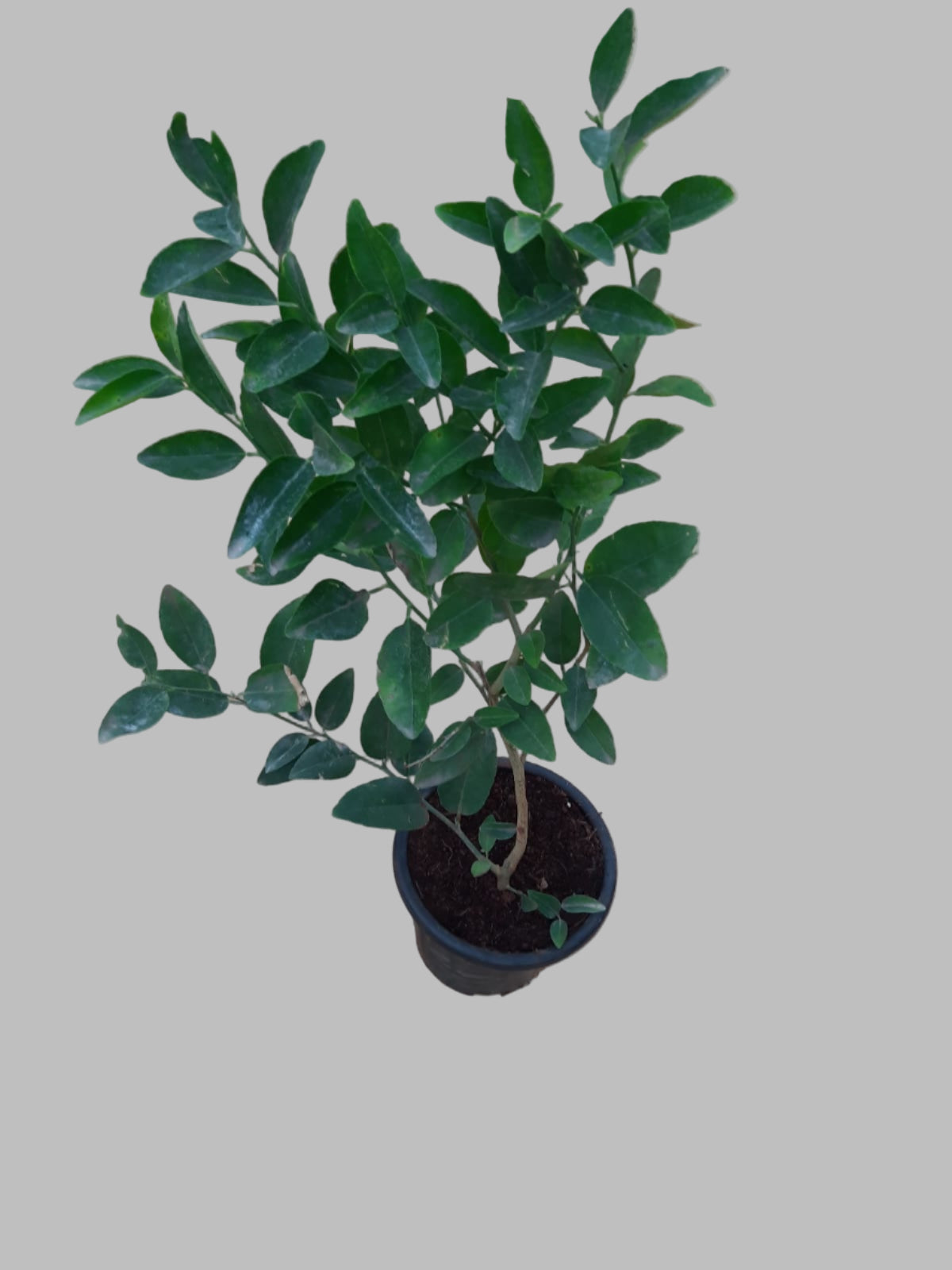 lemon plant 2ft+ height and in 8inch pot