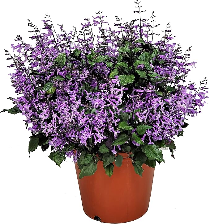 Mona Lavender or Plectranthus plant in 5 inch pot (with or without flowers)
