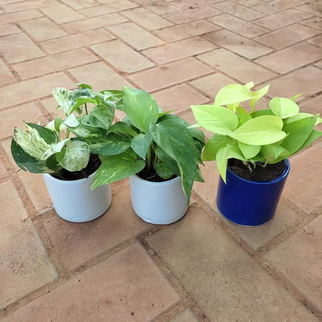 Money Plant (Golden, Green White & Marble)- Set of 3