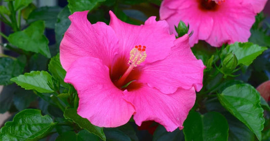 hibiscus natti white/pink/red in 4 inch pot