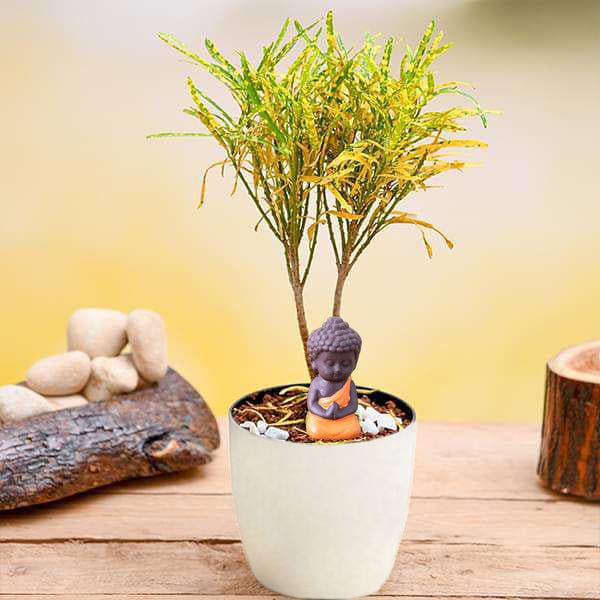 Croton Gold Dust in 4inch nursery pot
