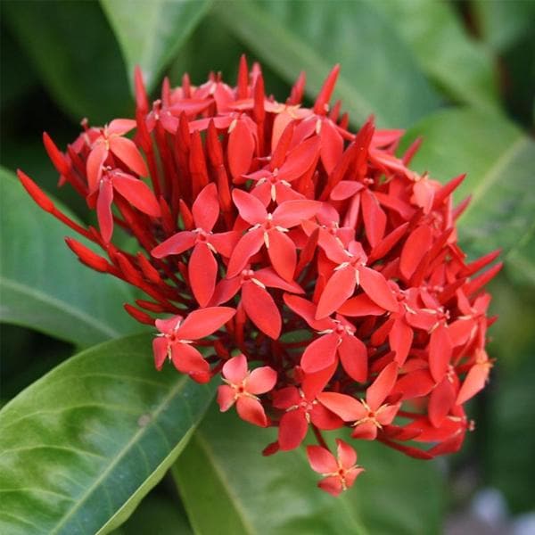 ixora red