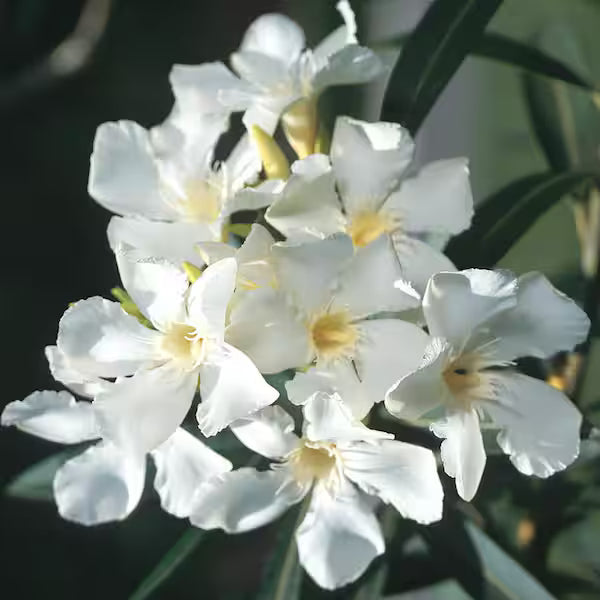 oleander 1 to 2 feet in 6inch pot