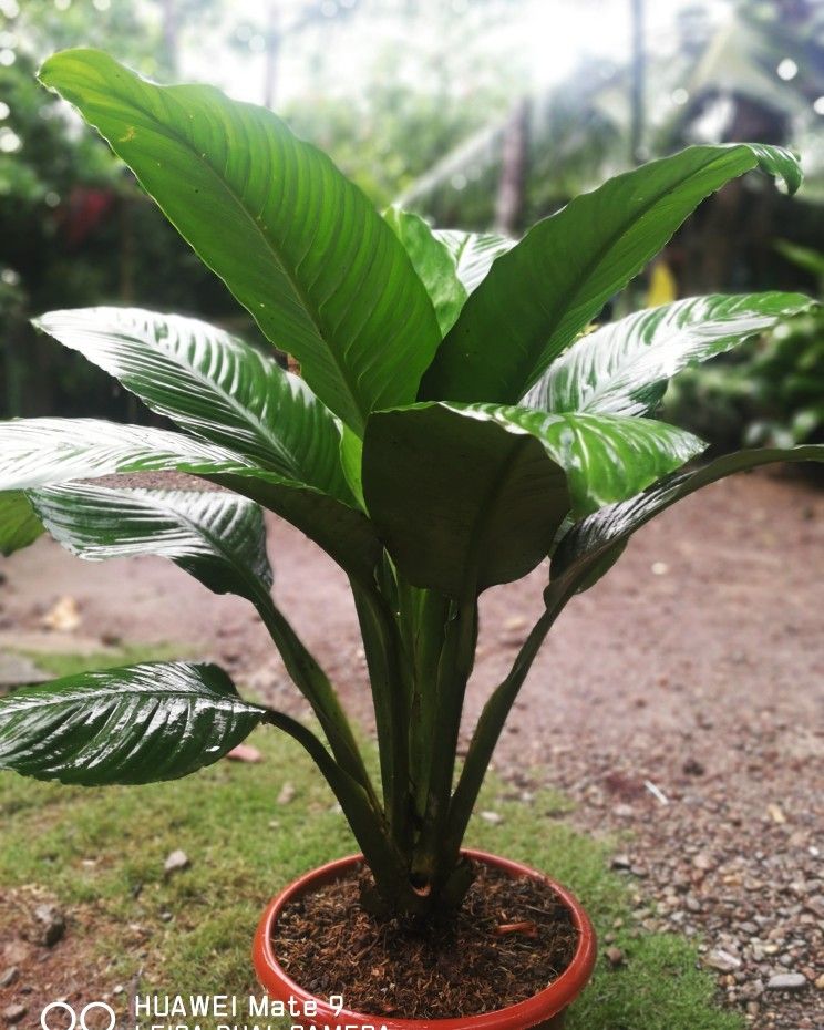 peace lily giant leaves Rare Giant Peace Lily or Spathiphyllum Sensation Variety in 6 inch – Plantsden
