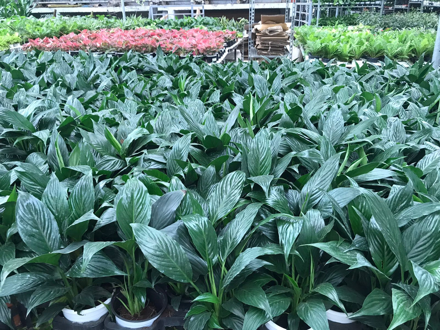 Peace lily plant medium in 12cm pot