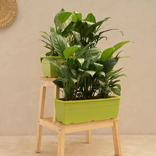 Peace Lily Plant 5inch pot - Set of 2