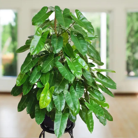 philodendron burle marx in 5inch nursery pot