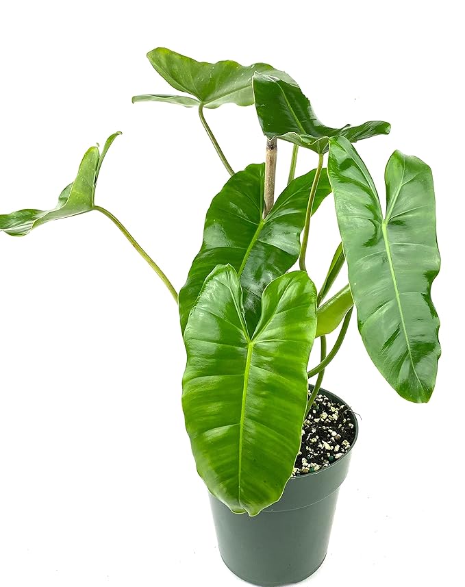 philodendron burle marx in 5inch nursery pot