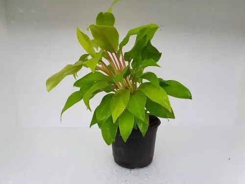 Philodendron Ceylon