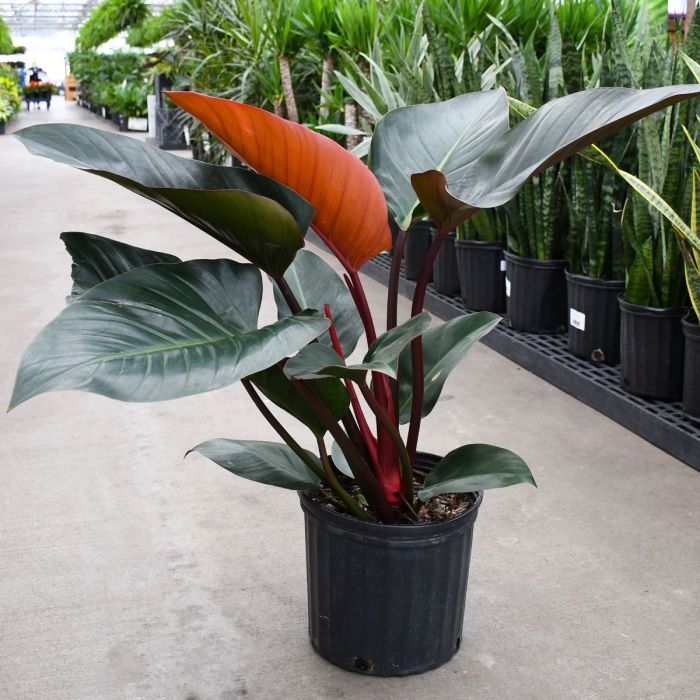 Philodendron Rojo Congo 5.5 inch pot