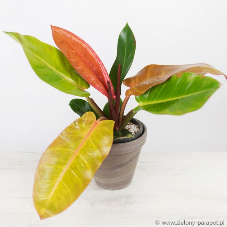 philodendron orange