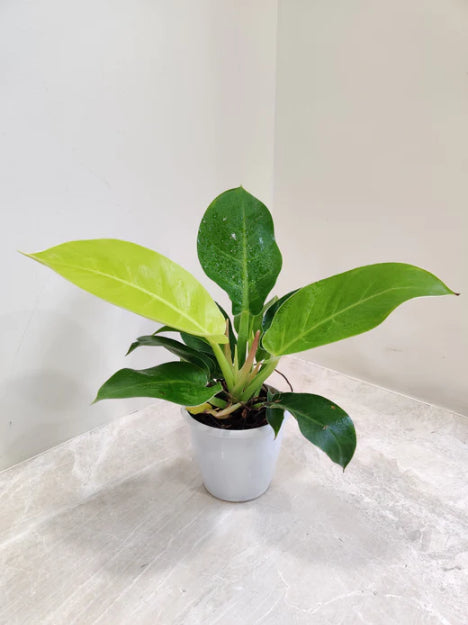 Philodendron Moonshine in 5inch pot