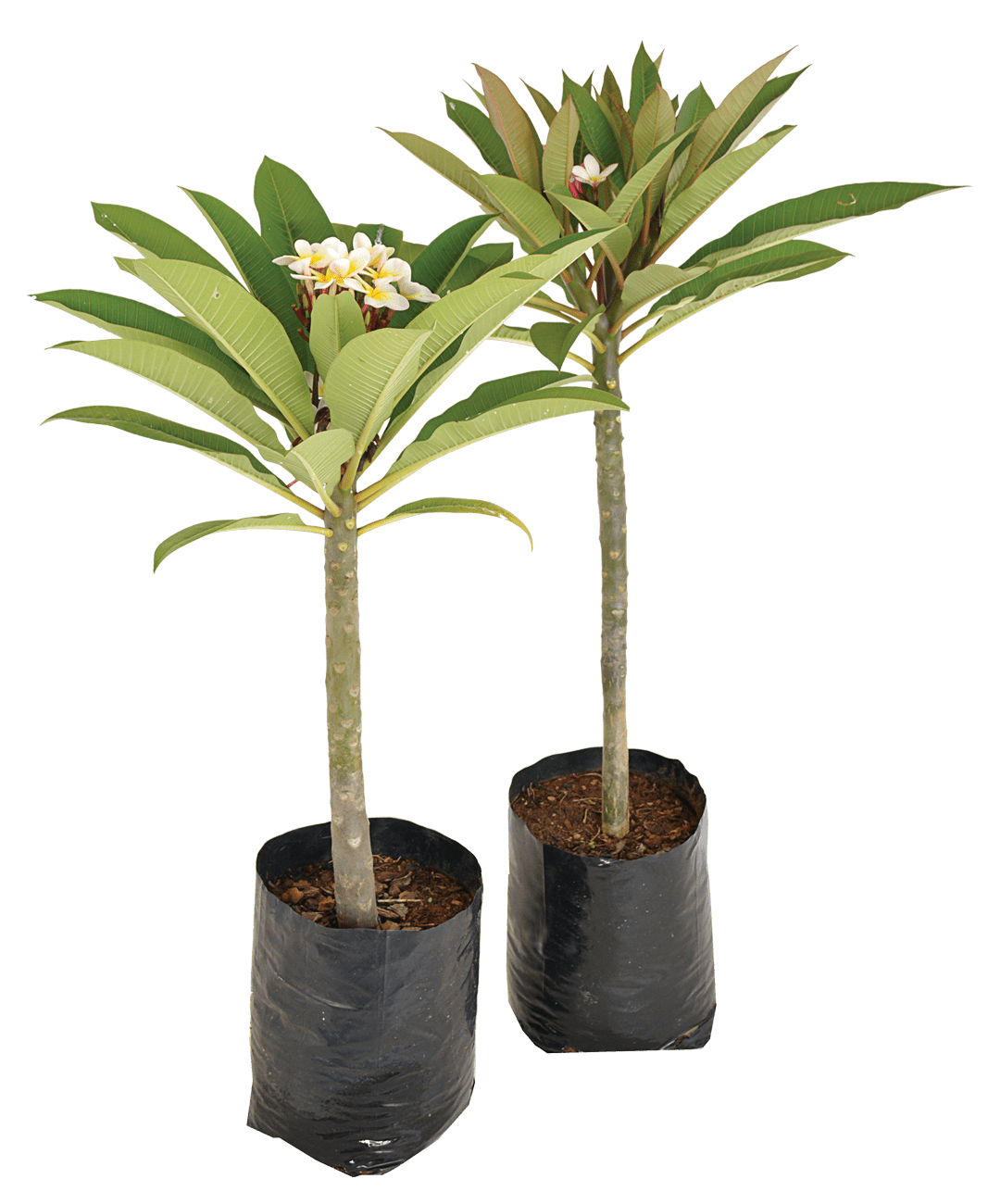 Plumeria alba (champa) white 1 Ft height