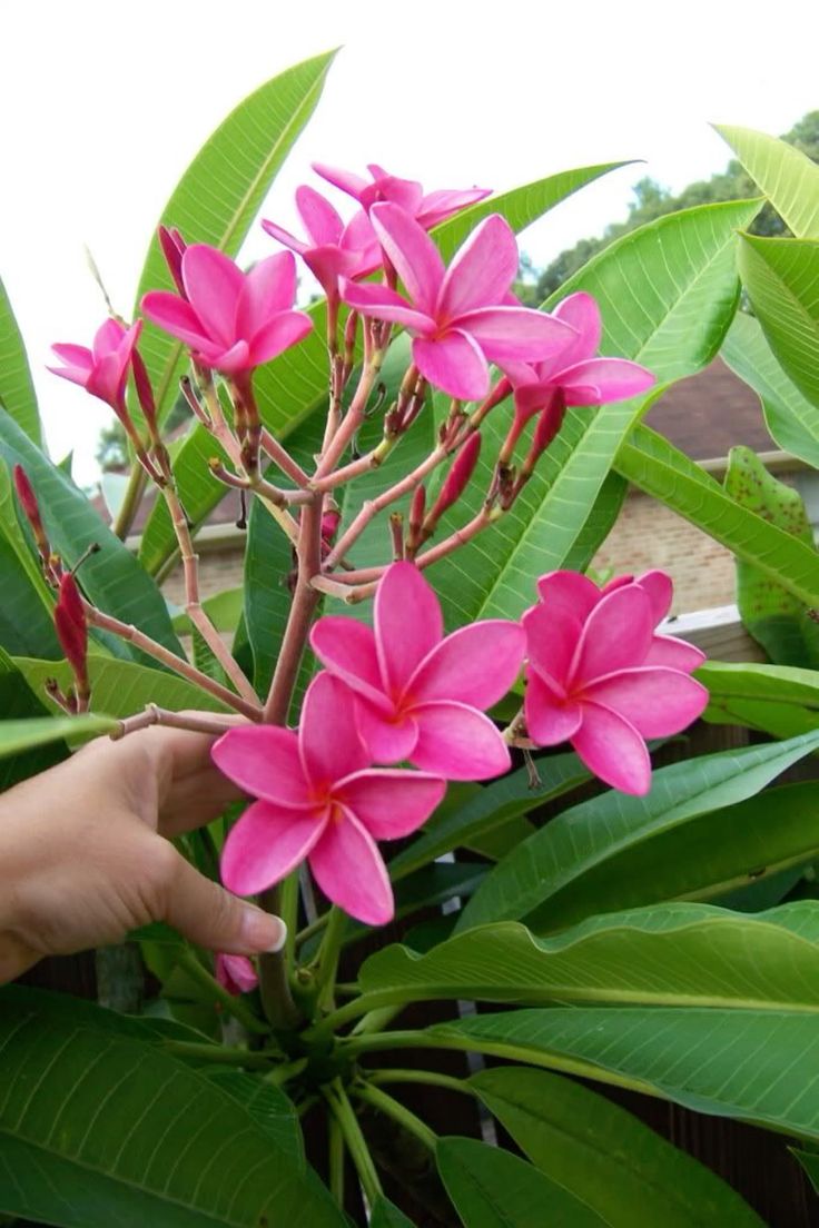 Pink Plumeria alba (champa) in 8 inch pot and 2 to 3 ft height.