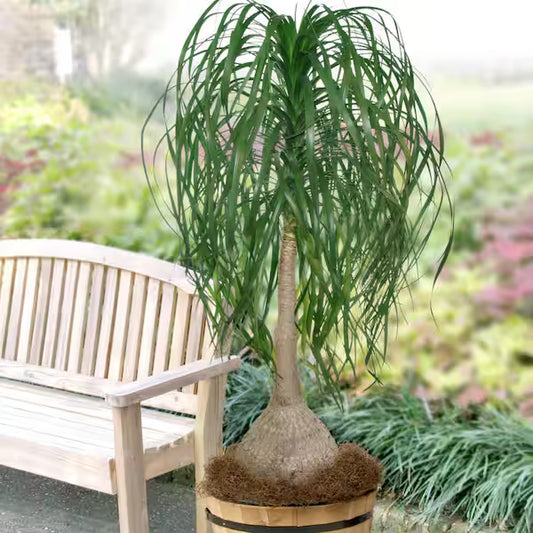 Ponytail Palm --large in 10inch pot