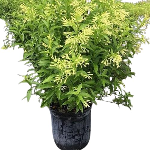 Raat Rani (Night-Blooming Jasmine / Cestrum nocturnum)  in 5inch pot