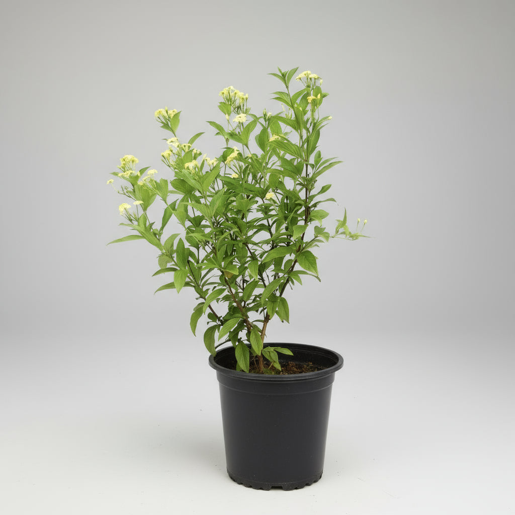 Raat Rani (Night-Blooming Jasmine / Cestrum nocturnum)  in 5inch pot