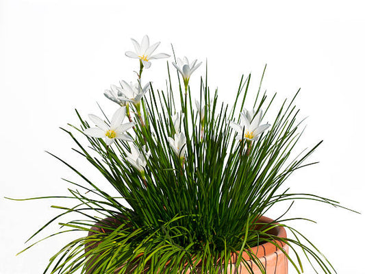 rain lilly in 4inch pot