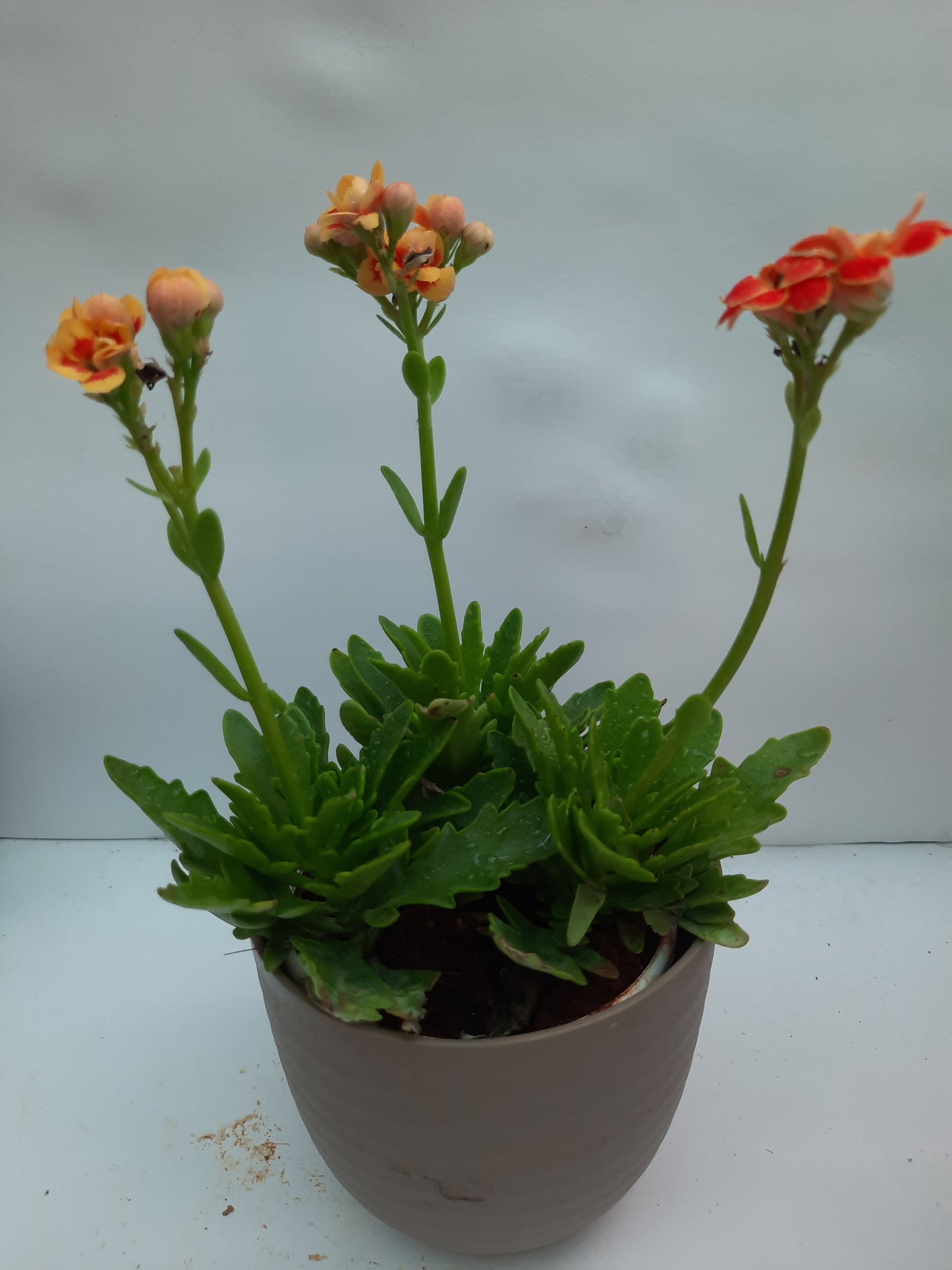 Kalanchoe plant (assorted color) in 4inch nursery pot