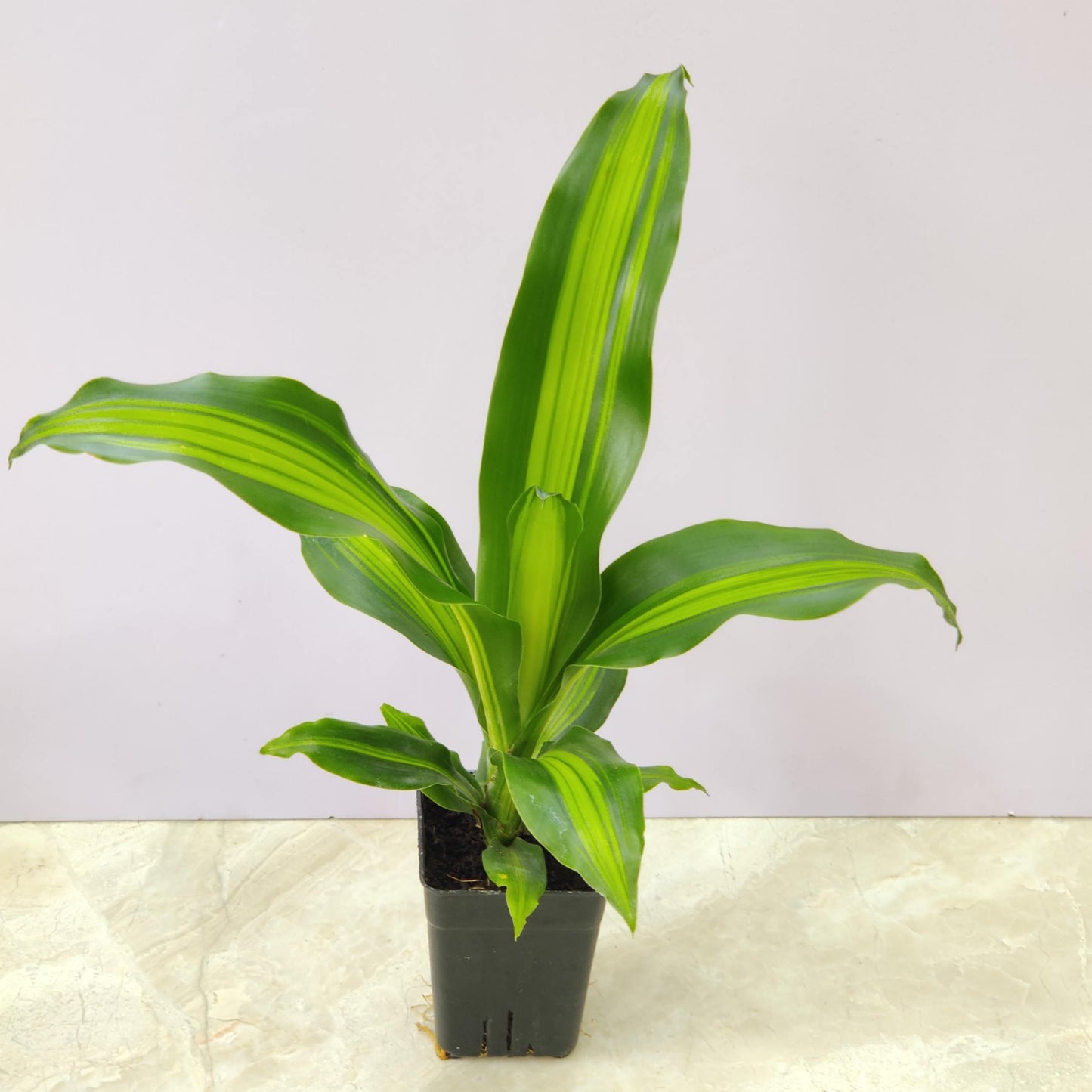 Dracaena Massangeana Giganta Plant 8.5 cm pot