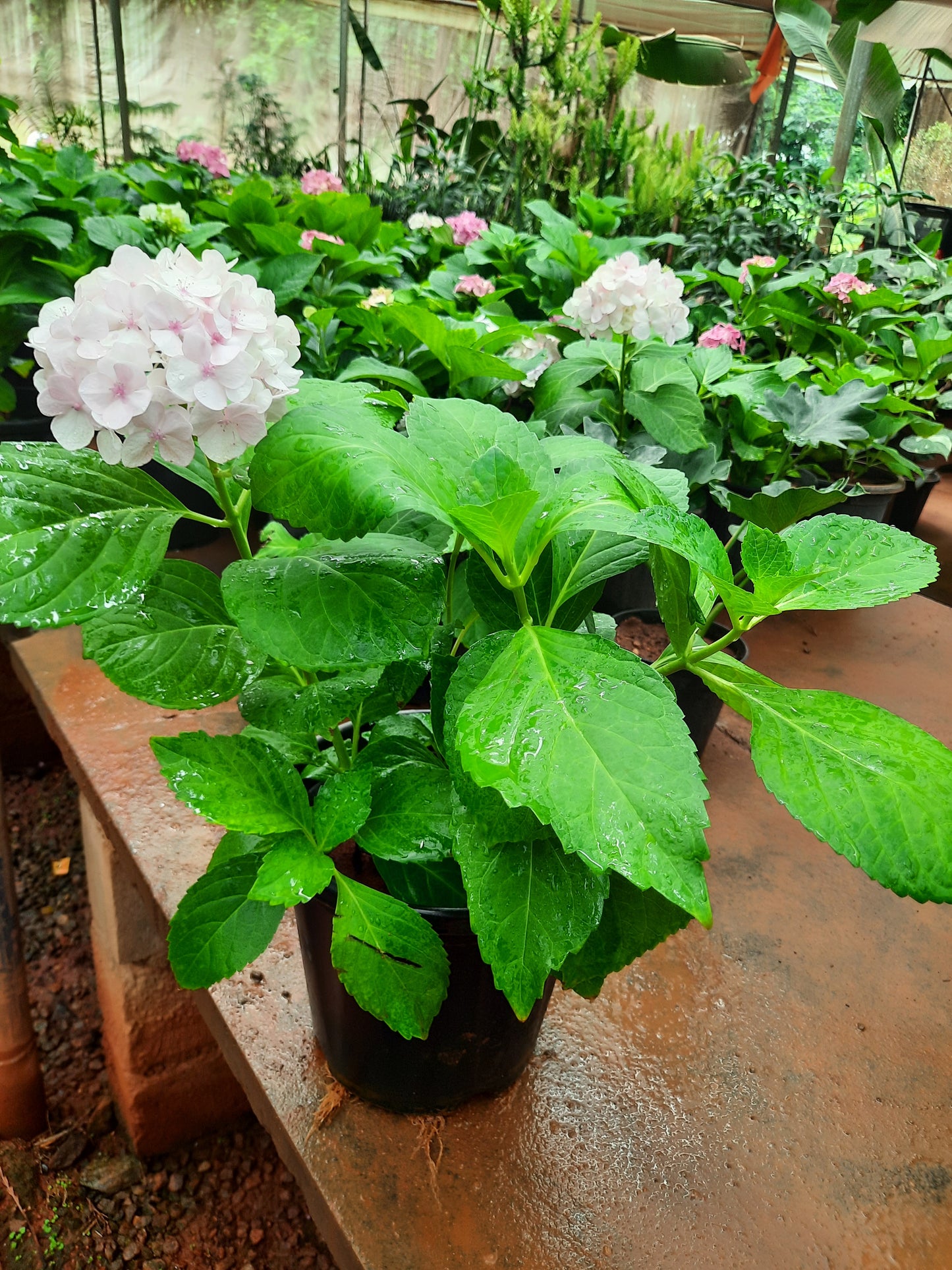 Hydrangea flower plant in 5inch nursery pot (without flower)