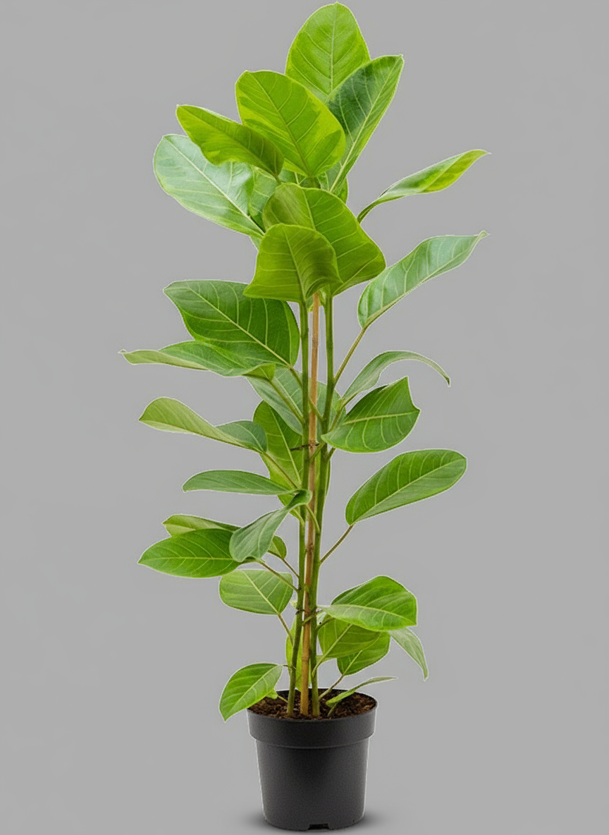 Rubber Plant Lemon Lime 3-4ft in 8inch pot