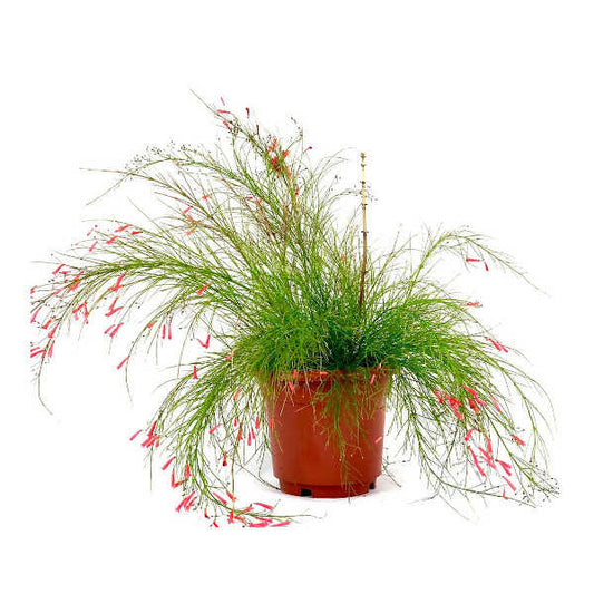 russelia red in 4.5Inch pot