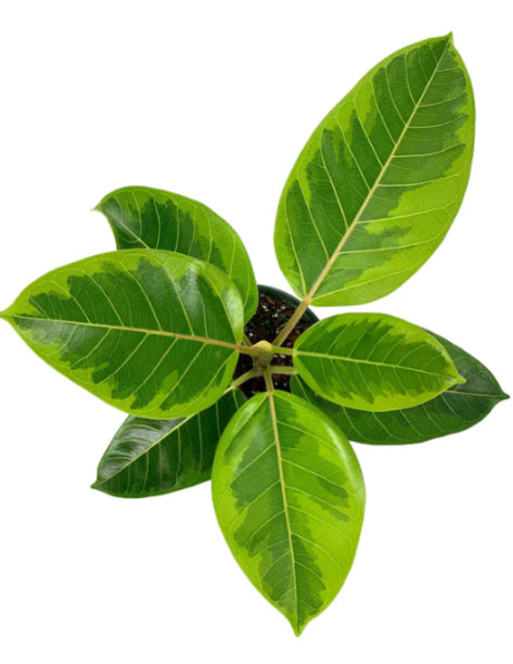 Rubber Plant Lemon Lime 1-2ft in 6inch pot