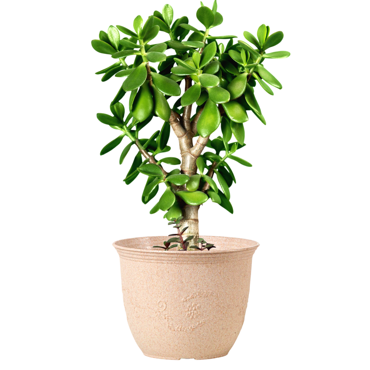 leafy 8" sand castle