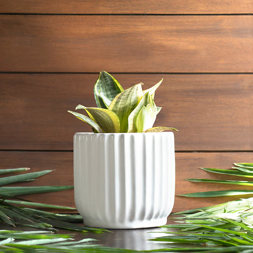 Harla Phoenix planter