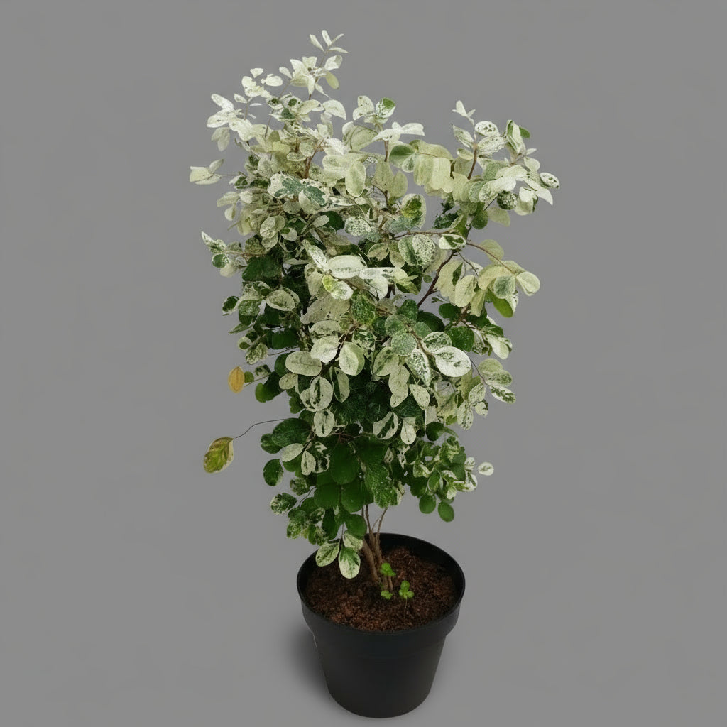 Snow Bush (Breynia disticha) in 5inch pot