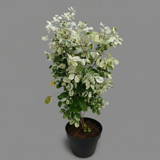 Snow Bush (Breynia disticha) in 5inch pot