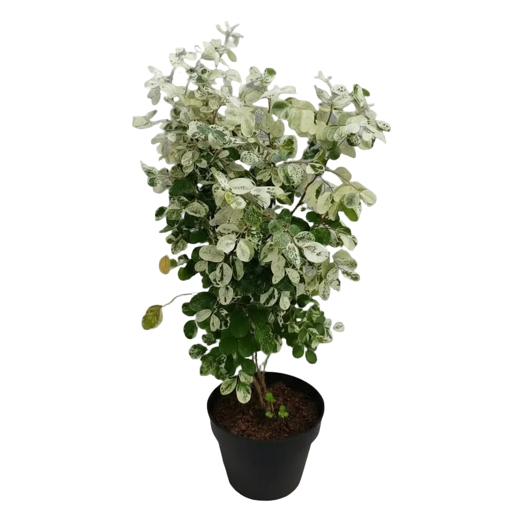 Snow Bush (Breynia disticha) in 6inch pot