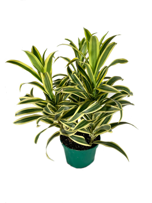 Dracaena reflexa (song of India Plant) in 5inch pot