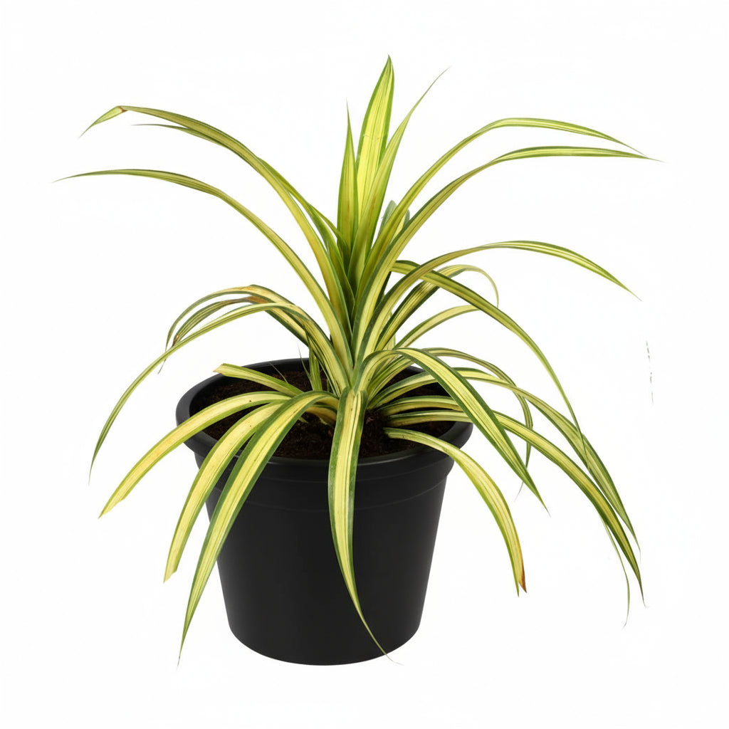 Spider Plant Yellow in 6inch pot