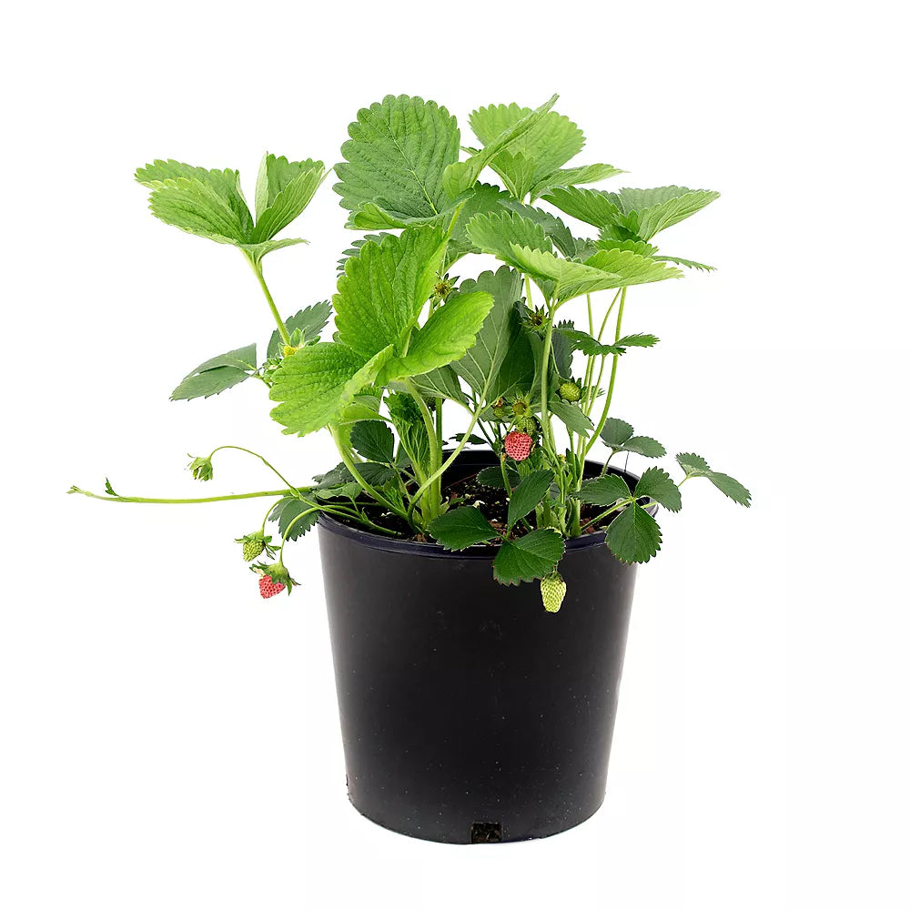 strawberry plant without fruits in 5inch pot