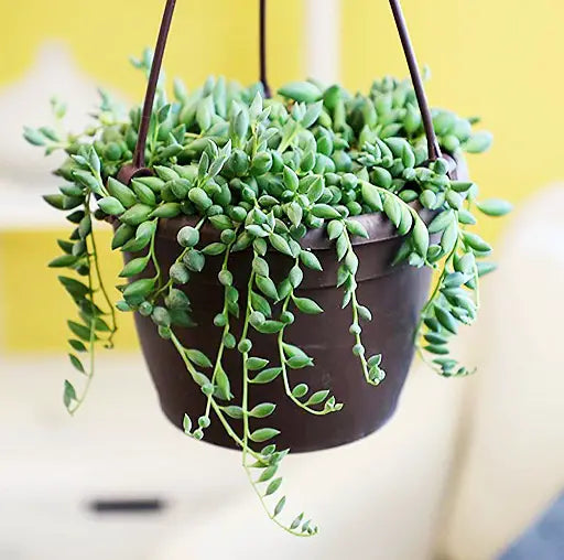 string banana plant 6inch hanging pot