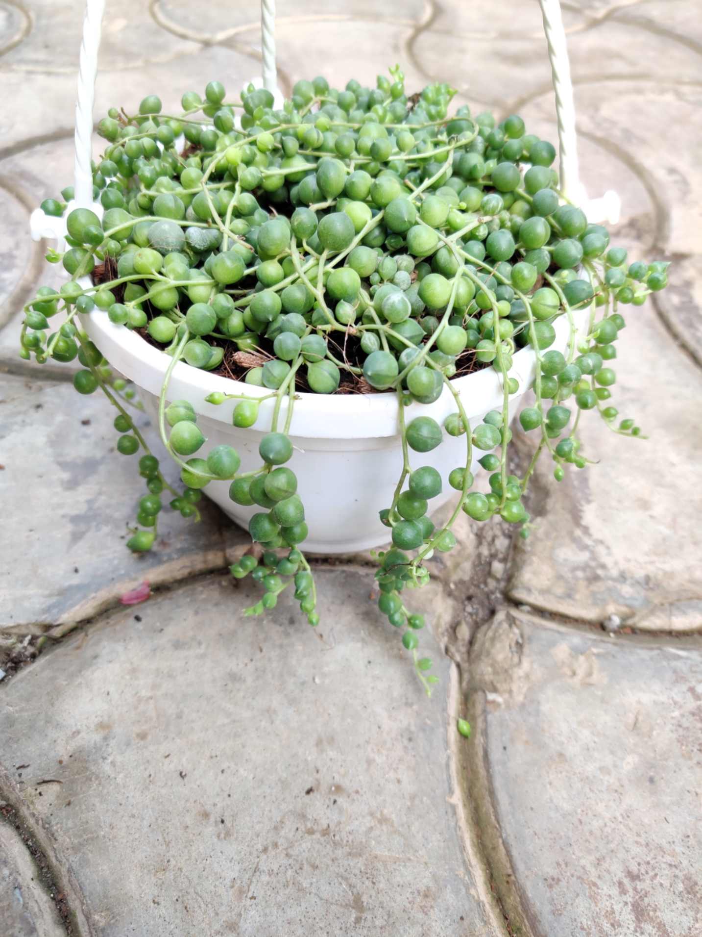 String of Pearl in 10cm hanging pot
