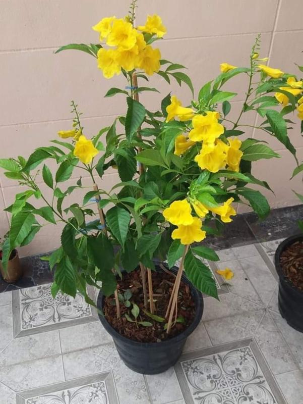tecoma yellow in 4inch pot