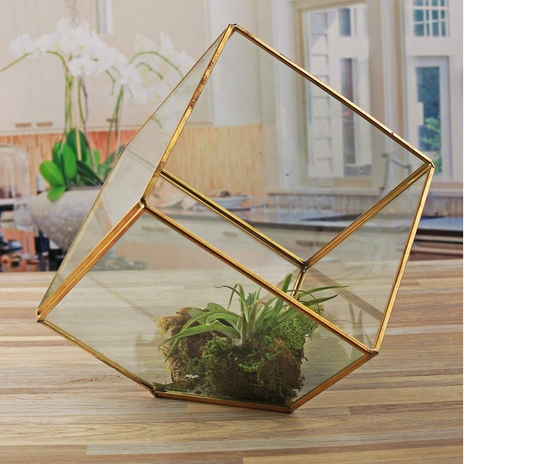 terrarium cube shape -- size in 6x6 inches