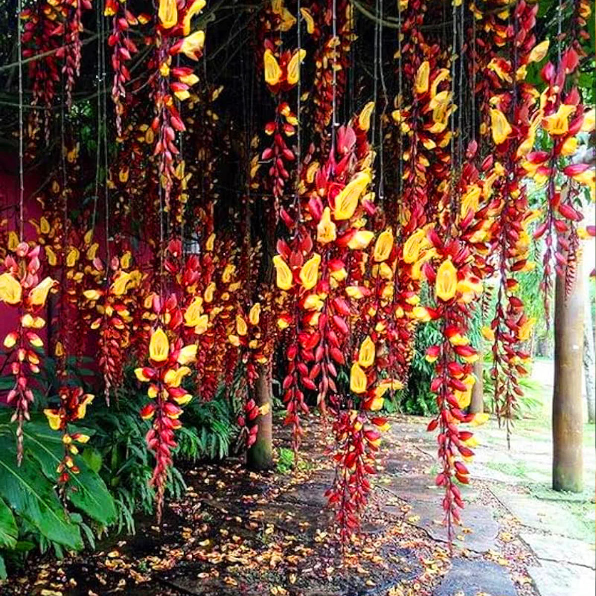 Scarlet Clock Vine (Thunbergia) live plant in 4inch pot